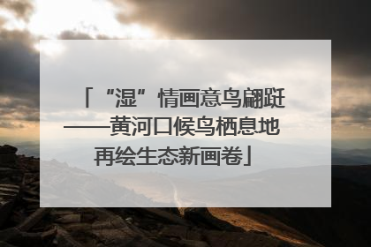 “湿”情画意鸟翩跹——黄河口候鸟栖息地再绘生态新画卷