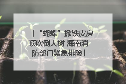 “蝴蝶”掀铁皮房顶吹倒大树 海南消防部门紧急排险
