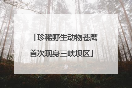 珍稀野生动物苍鹰首次现身三峡坝区