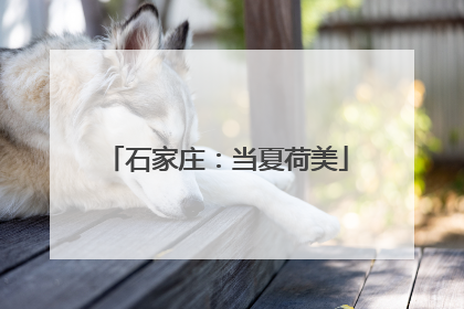 石家庄：当夏荷美