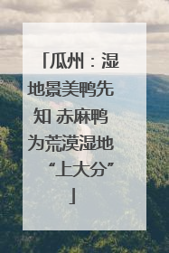 瓜州：湿地景美鸭先知 赤麻鸭为荒漠湿地“上大分”