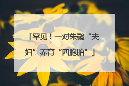 罕见！一对朱鹮“夫妇”养育“四胞胎”