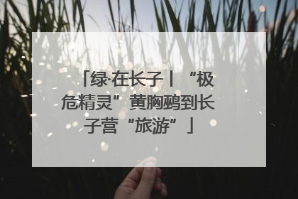 绿·在长子丨“极危精灵”黄胸鹀到长子营“旅游”