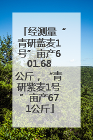 经测量“青研蓝麦1号”亩产601.68公斤，“青研紫麦1号”亩产671公斤