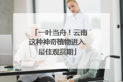 一叶当舟！云南这种神奇植物进入最佳观赏期