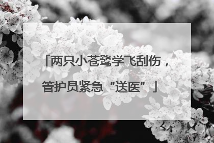两只小苍鹭学飞刮伤，管护员紧急“送医”