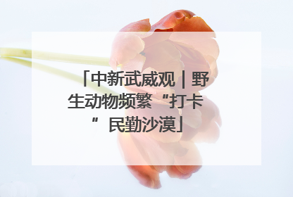 中新武威观｜野生动物频繁“打卡”民勤沙漠