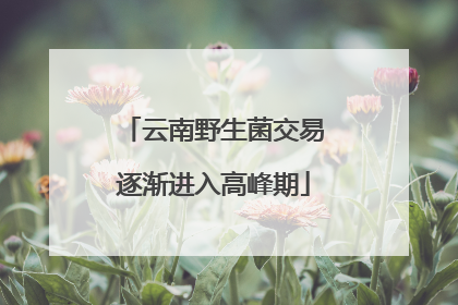 云南野生菌交易逐渐进入高峰期