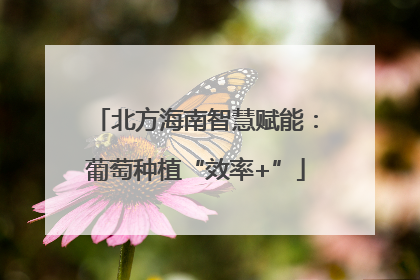 北方海南智慧赋能：葡萄种植“效率+”