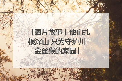 图片故事丨他们扎根深山 只为守护川金丝猴的家园