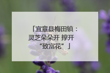 宜章县梅田镇：灵芝朵朵开 撑开“致富花”