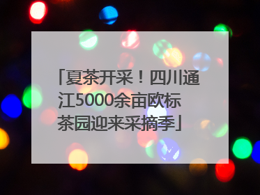 夏茶开采！四川通江5000余亩欧标茶园迎来采摘季