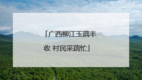 广西柳江玉藕丰收 村民采藕忙