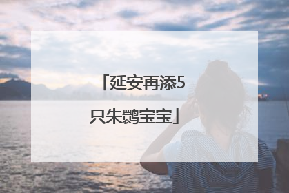 延安再添5只朱鹮宝宝