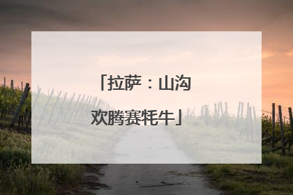 拉萨：山沟欢腾赛牦牛
