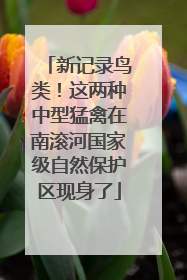 新记录鸟类！这两种中型猛禽在南滚河国家级自然保护区现身了