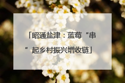 昭通盐津：蓝莓“串”起乡村振兴增收链