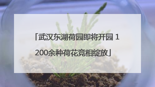 武汉东湖荷园即将开园 1200余种荷花竞相绽放