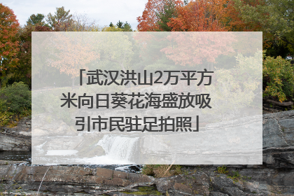 武汉洪山2万平方米向日葵花海盛放吸引市民驻足拍照