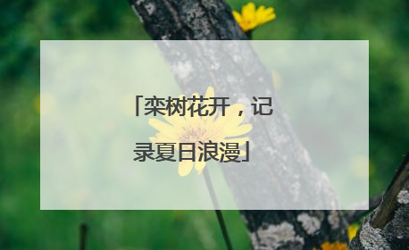 栾树花开，记录夏日浪漫