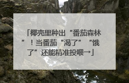 椰壳里种出“番茄森林”！当番茄“渴了”“饿了”还能精准投喂→