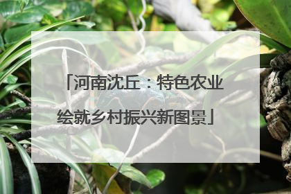 河南沈丘：特色农业绘就乡村振兴新图景