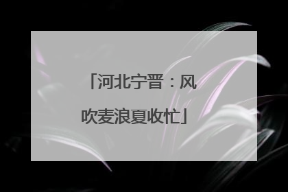 河北宁晋：风吹麦浪夏收忙