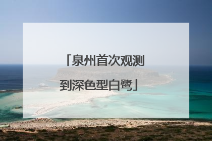 泉州首次观测到深色型白鹭