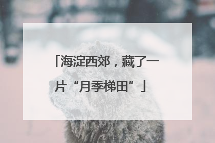 海淀西郊，藏了一片“月季梯田”