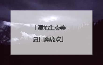 湿地生态美 夏日麋鹿欢