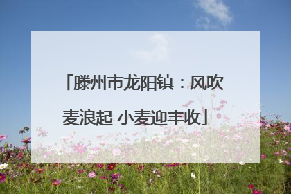 滕州市龙阳镇：风吹麦浪起 小麦迎丰收