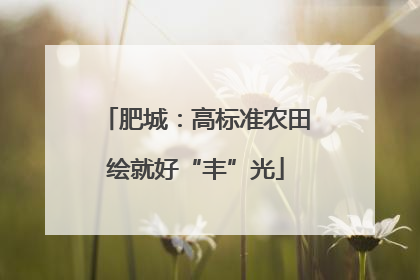 肥城：高标准农田绘就好“丰”光