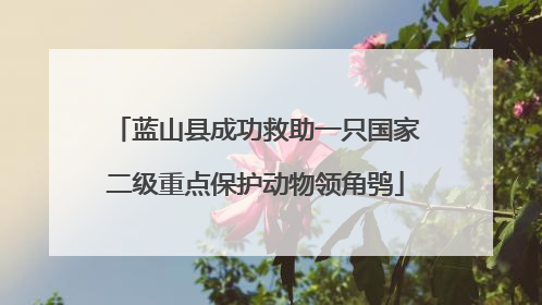 蓝山县成功救助一只国家二级重点保护动物领角鸮