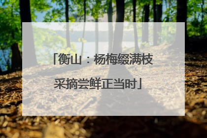 衡山：杨梅缀满枝 采摘尝鲜正当时