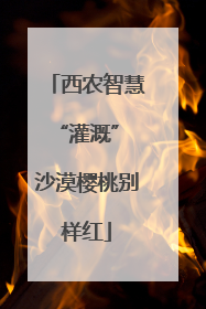 西农智慧“灌溉” 沙漠樱桃别样红