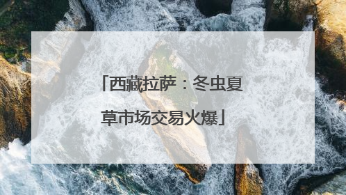 西藏拉萨：冬虫夏草市场交易火爆