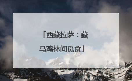 西藏拉萨：藏马鸡林间觅食