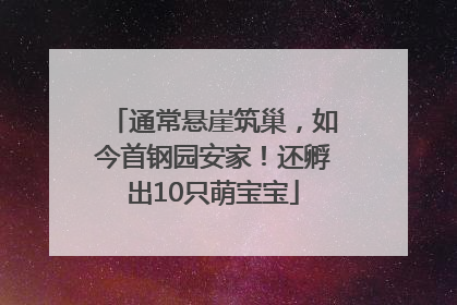 通常悬崖筑巢，如今首钢园安家！还孵出10只萌宝宝