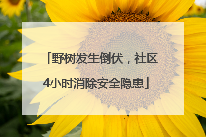 野树发生倒伏，社区4小时消除安全隐患