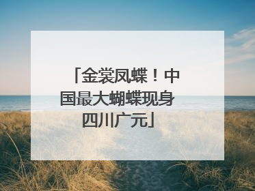 金裳凤蝶！中国最大蝴蝶现身四川广元