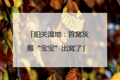 阳关湿地：首窝灰雁“宝宝”出窝了