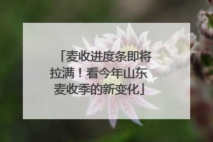 麦收进度条即将拉满！看今年山东麦收季的新变化