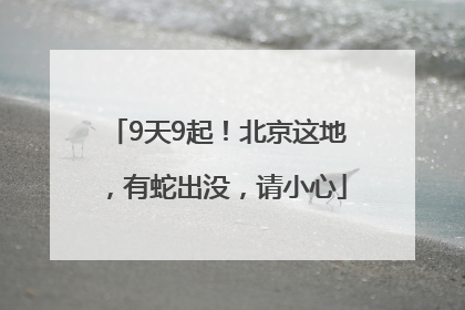 9天9起！北京这地，有蛇出没，请小心